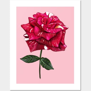 Hand drawn rose Posters and Art